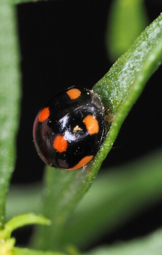 Lateral Sigil Lady Beetle photo 5