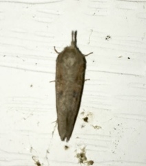 Acrolophus plumifrontella