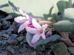 Cycladenia humilis
