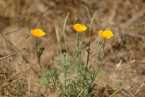 Eschscholzia californica