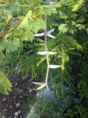 Acaciella