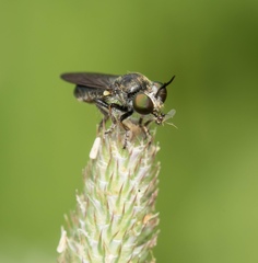 Cerotainia macrocera