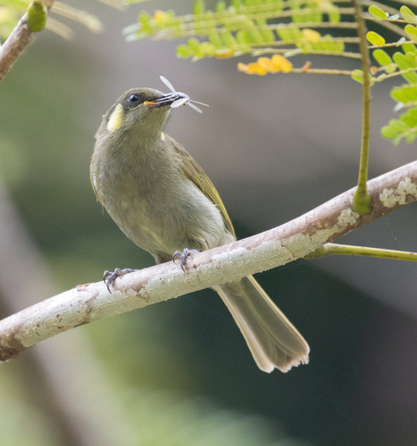 Cryptic Honeyeater (Meliphaga imitatrix), photo 8