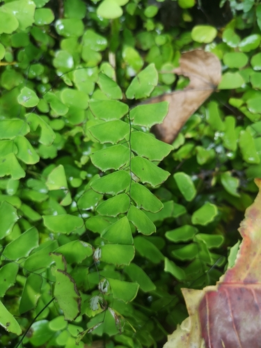 Image of Adiantum philippense by (c) renaradelt, some rights reserved (CC BY)