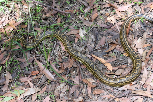 Coastal Carpet Python sighting