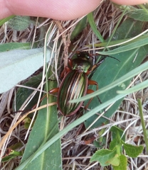 Carabus auratus