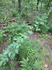 Desmodium laevigatum