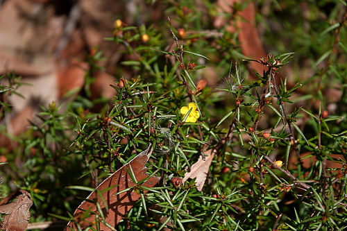 Image of Prickly Guinea Flower (Hibbertia acicularis) by (c) Max Campbell, some rights reserved (CC BY)