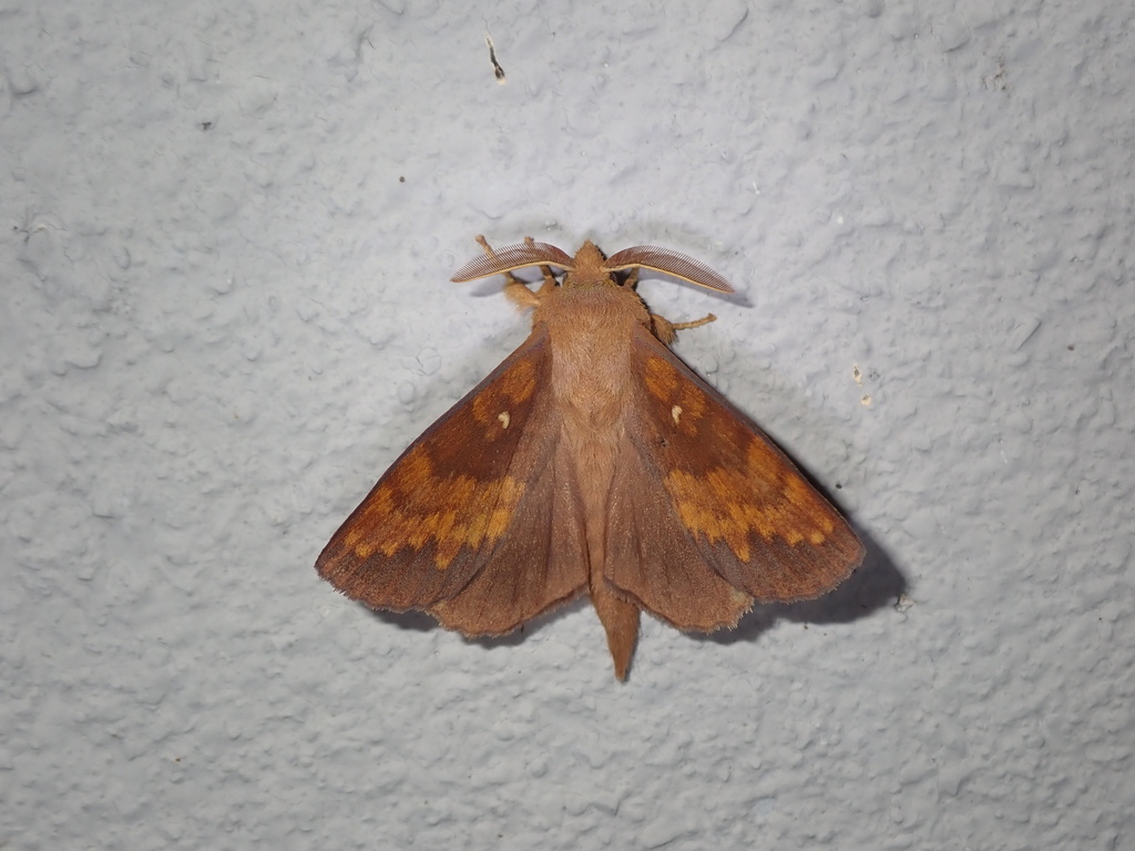 Kunugia undans
