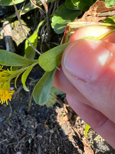 Solidago simplex, photograph 5
