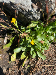 Solidago simplex, photograph (c) Cy Stavros, some rights reserved (CC BY)