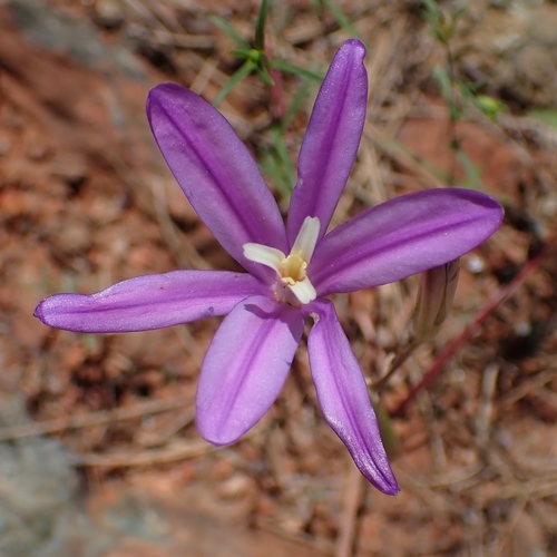 Brodiaea sierrae