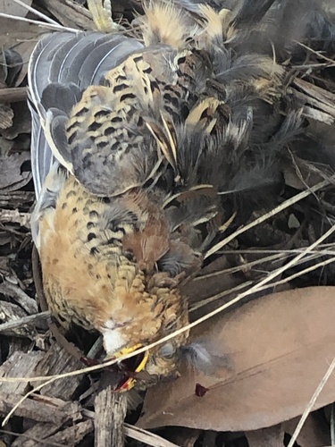 Red-backed Buttonquail (Turnix maculosus), photo 4