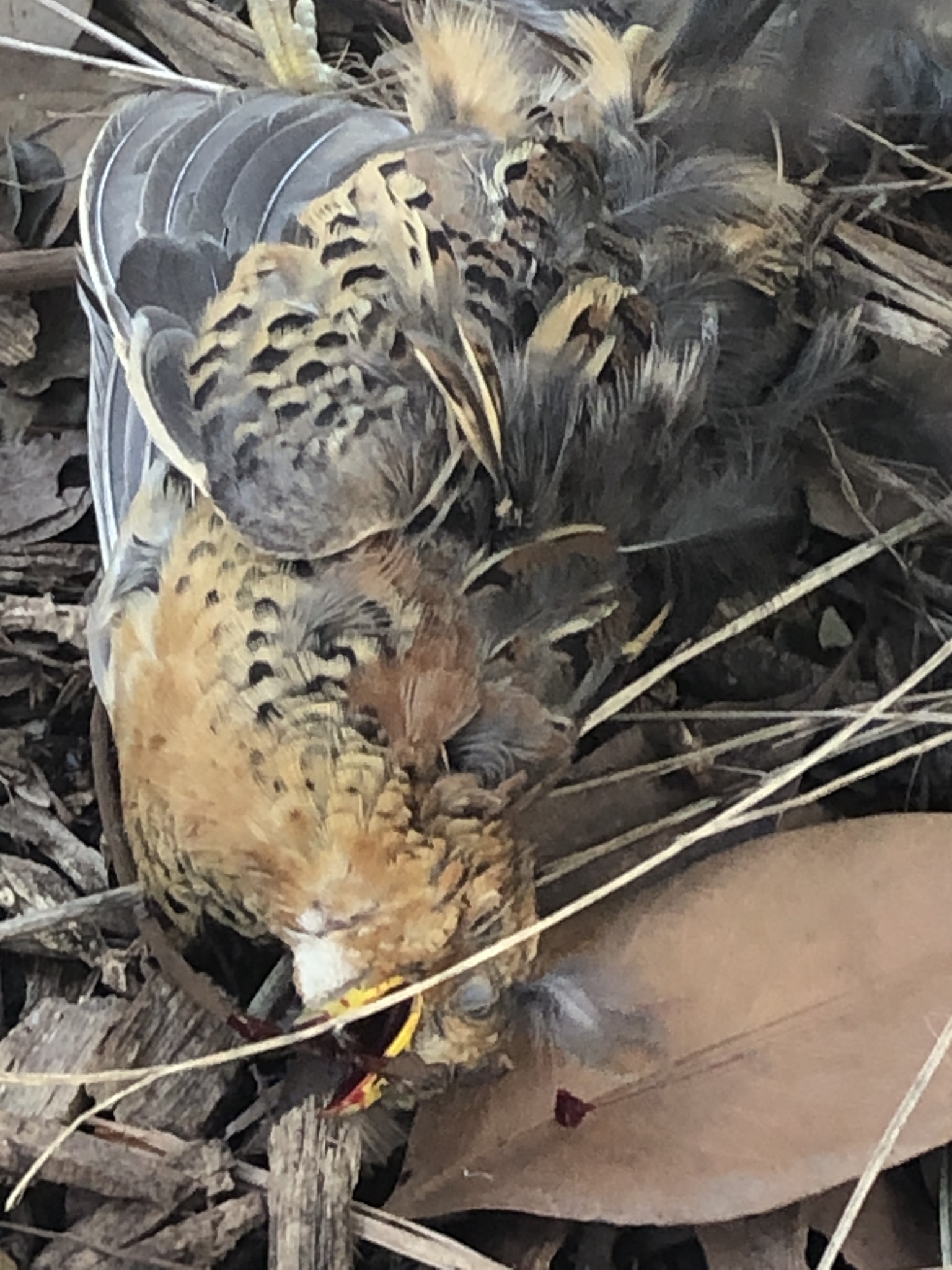 Red-backed Buttonquail