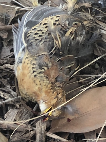 Red-backed Buttonquail (Turnix maculosus), photo 5
