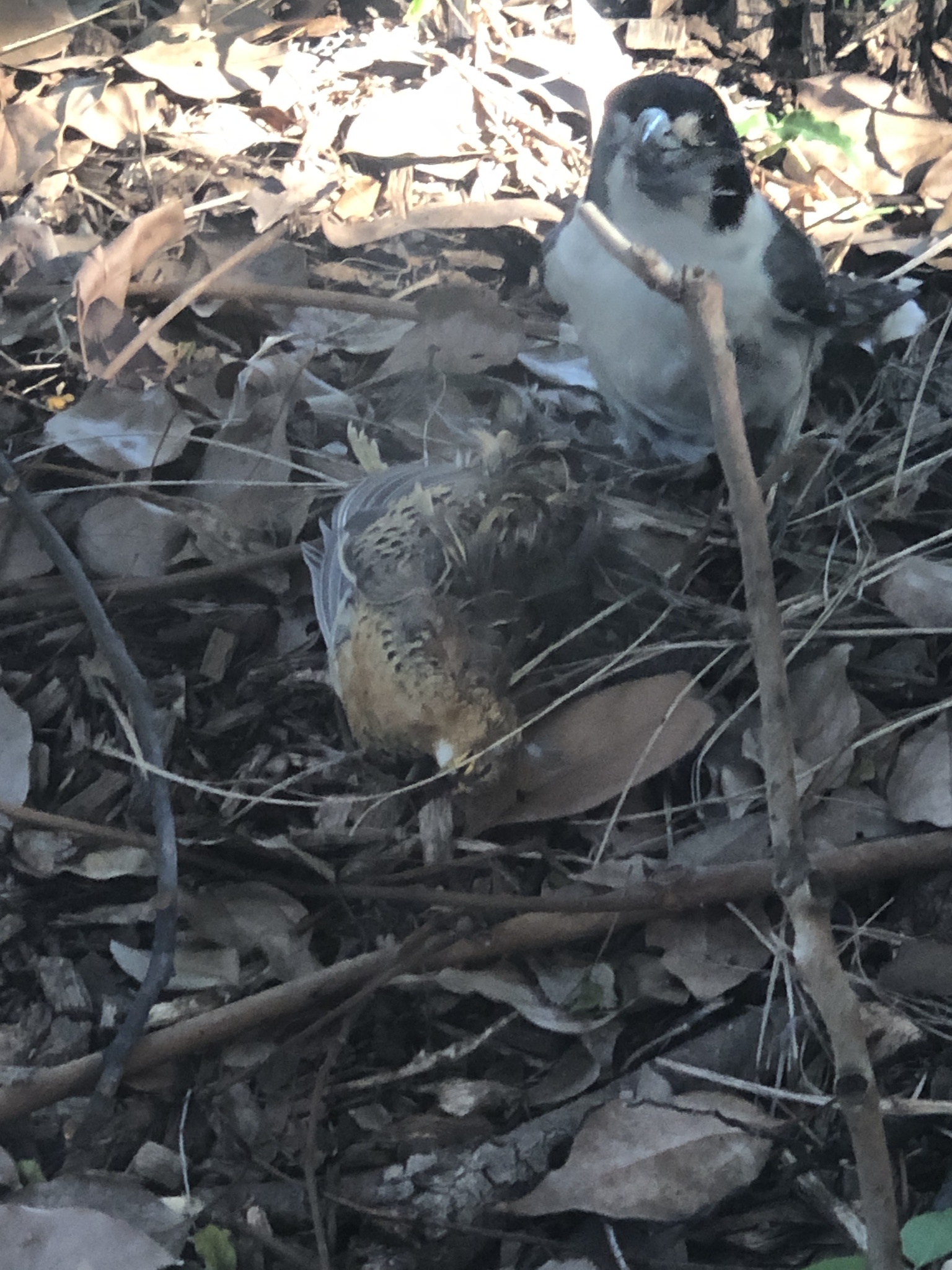 Red-backed Buttonquail
