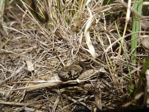 Pale-headed Snake sighting