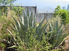 Agave weberi