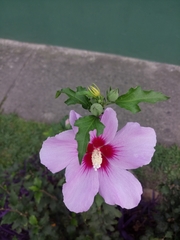 Hibiscus
