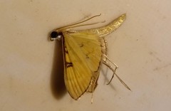 Tatobotys