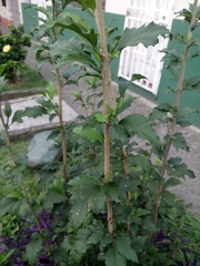 Hibiscus