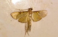 Tatobotys