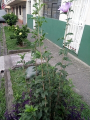 Hibiscus