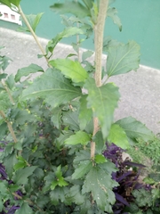 Hibiscus