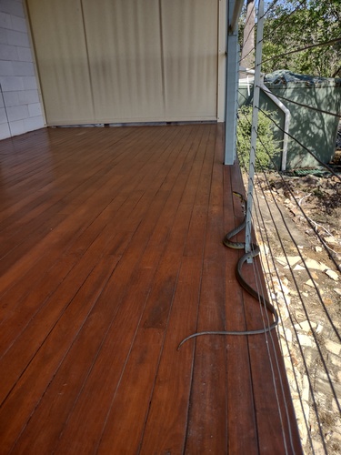 Common Tree Snake sighting