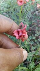 Indigofera complanata