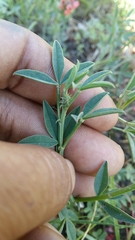 Indigofera complanata