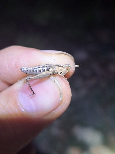 Lampedusa Grasshopper