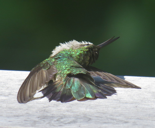 Ruby-throated Hummingbird photographed in Massachusetts