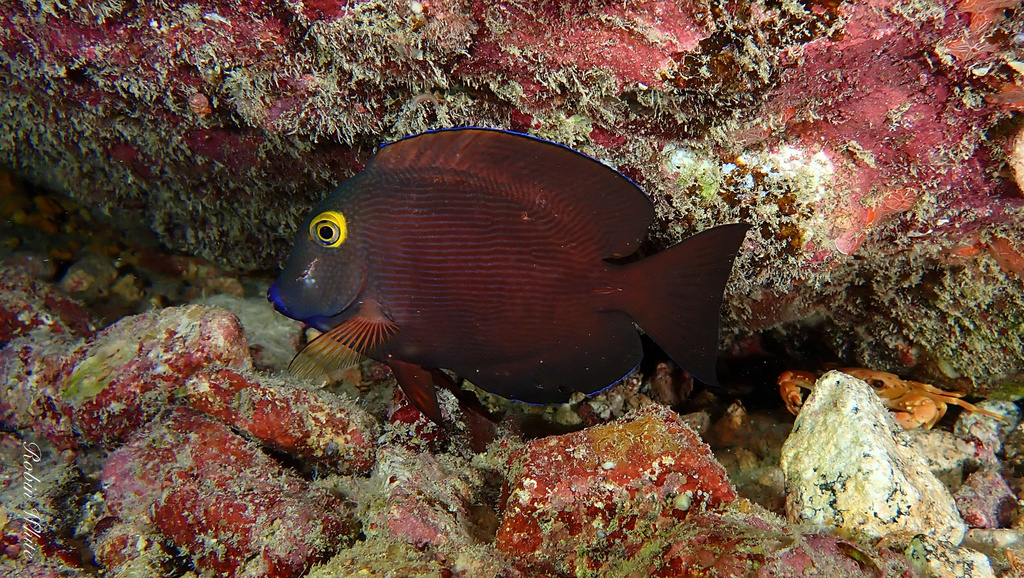 Spotted surgeonfish