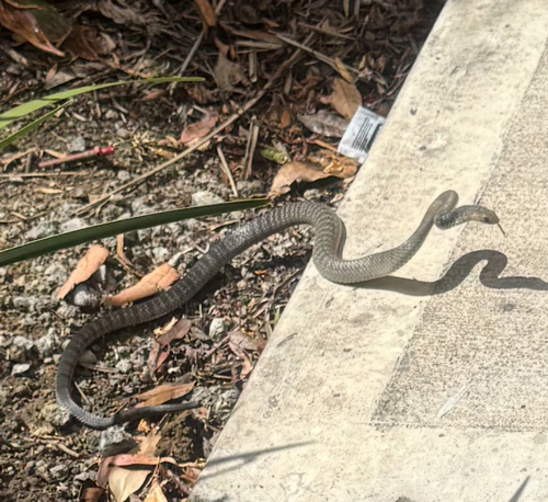 Eastern Brown Snake sighting