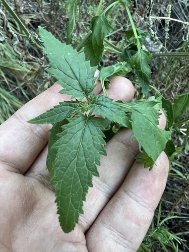 Organ Mountain Figwort (Scrophularia laevis)
