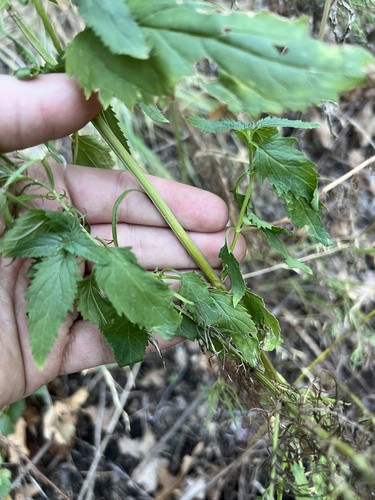 Image of Scrophularia laevis by (c) Jared Shorma, some rights reserved (CC BY)