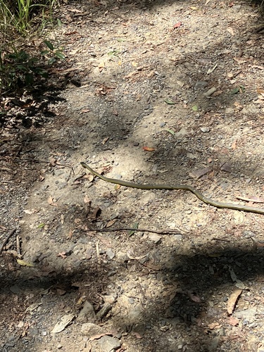 Common Tree Snake sighting
