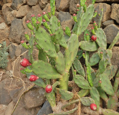 Opuntia elata