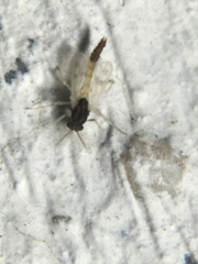 Apedilum elachistus