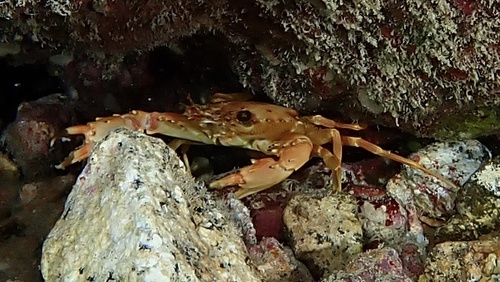 Gonioinfradens paucidentatus, 2024-10-23