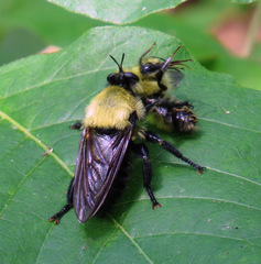 Laphria grossa