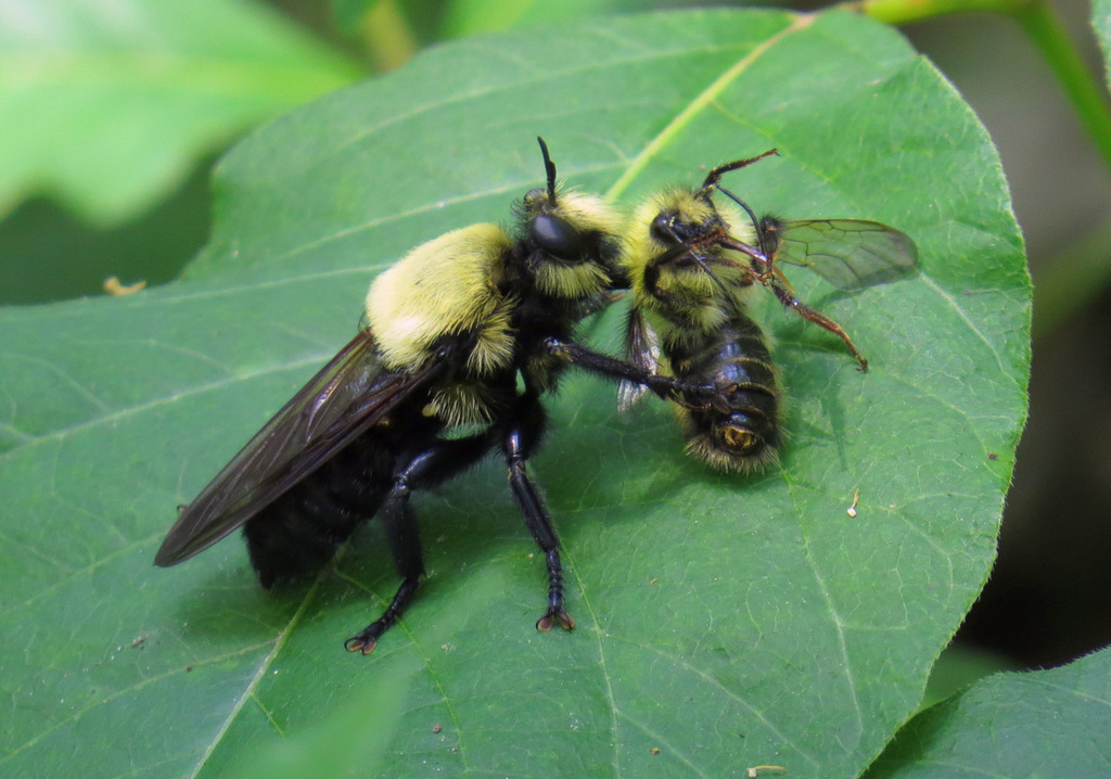 Giant Laphria