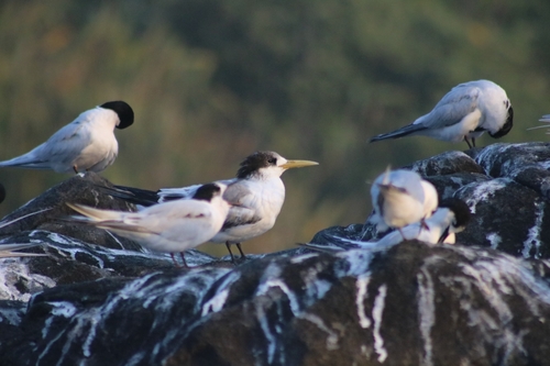 Greater Crested Tern