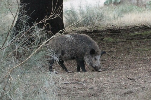 Eurasian Wild Pig (Sus scrofa)