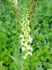 Pedicularis incarnata