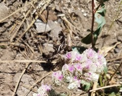 Exoprosopa caliptera