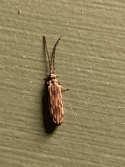 Tenomerga cinerea