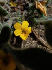 Viola pinetorum