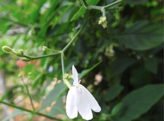 Rhinacanthus nasutus
